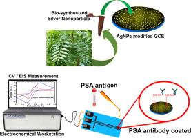 Bio-synthesized silver nanoparticle modified glassy carbon electrode as electrochemical biosensor for prostate specific antigen detection