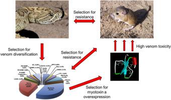 A plethora of rodents: Rattlesnake predators generate unanticipated patterns of venom resistance in a grassland ecosystem