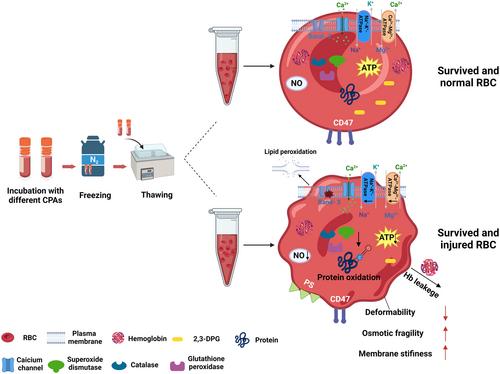 Cryoprotectants for red blood cells: Evaluate safety and effectiveness by in vitro measures