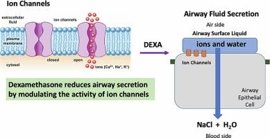 Molecular mechanisms of dexamethasone actions in COVID-19: Ion channels and airway surface liquid dynamics