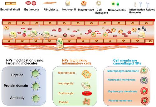 Development of nanoparticle-based drug delivery system for inflammation treatment and diagnosis