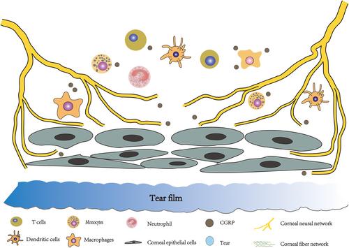 Calcitonin gene-related peptide and persistent corneal pain: A trigeminal nerve sensitization perspective