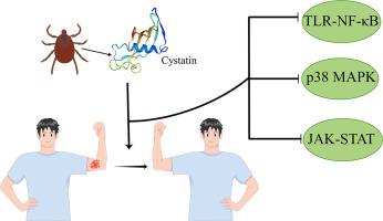 Tick salivary protein Cystatin: structure, anti-inflammation and molecular mechanism