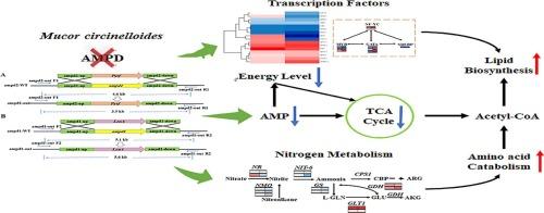 AMP deaminase: A crucial regulator in nitrogen stress and lipid metabolism in Mucor circinelloides