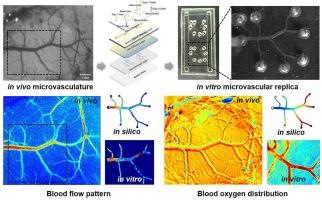 Revisiting hemodynamics and blood oxygenation in a microfluidic microvasculature replica