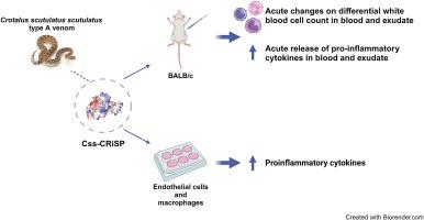 Snake venom cysteine-rich secretory protein from Mojave rattlesnake venom (Css-CRiSP) induces acute inflammatory responses on different experimental models