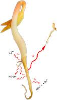 Rooting out ultraweak photon emission a-mung bean sprouts