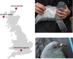 Parasite exchange and hybridisation at a wild-feral-domestic interface