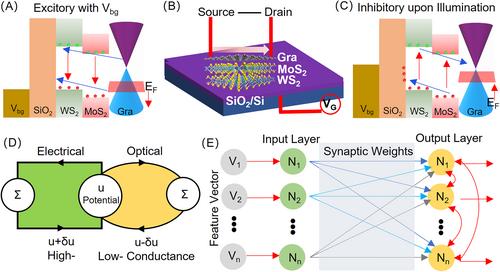 Atomically bio-plausible neuron toward complex neuromorphic applications