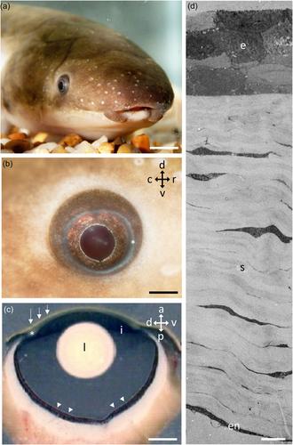 Morphology of the cornea and iris in the Australian lungfish Neoceratodus forsteri (Krefft 1870) (Dipnoi): Functional and evolutionary perspectives of transitioning from an aquatic to a terrestrial environment