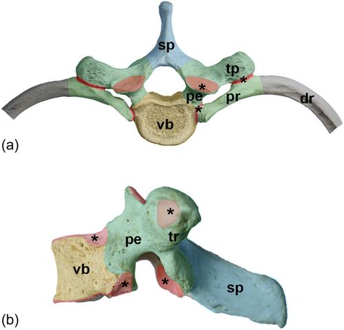 Building a vertebra: Development of the amniote sclerotome