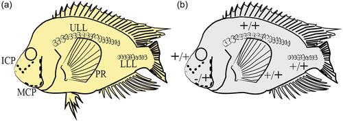 Morphological description of spontaneous pelvic fin loss in a neotropical cichlid fish