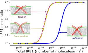 Bilayer tension-induced clustering of the UPR sensor IRE1