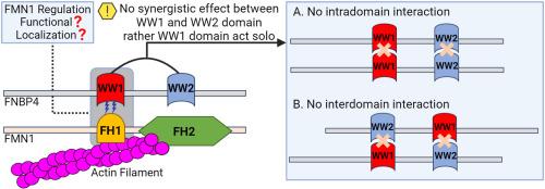 Probing the ligand binding specificity of FNBP4 WW domains and interaction with FH1 domain of FMN1