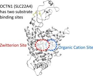 OCTN1 (SLC22A4) displays two different transport pathways for organic cations or zwitterions