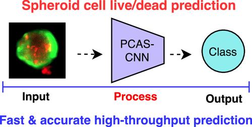 Prediction of Spheroid Cell Death Using Fluorescence Staining and Convolutional Neural Networks