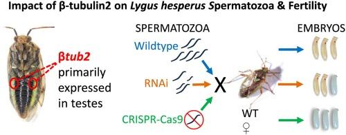 β-tubulin functions in spermatogenesis in Lygus hesperus Knight