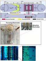 Designing a new microchannel to collect microparticles using dielectrophoretic forces: Numerical and experimental investigation