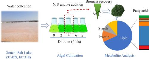 Exploitation of inland salt lake water by dilution and nutrient enrichment to cultivate Vischeria sp. WL1 (Eustigmatophyceae) for biomass and oil production