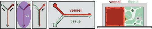 Simple design for membrane-free microphysiological systems to model the blood-tissue barriers