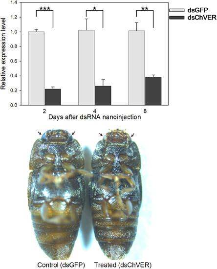 Characterization and RNA interference-mediated silencing of tryptophan 2,3-dioxygenase gene in Carpophilus hemipterus (L.) (Coleoptera: Nitidulidae)