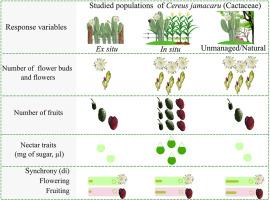 Management practices of Cereus jamacaru DC in the Caatinga dry forest differentially affect its reproductive phenology, fruit set and nectar availability