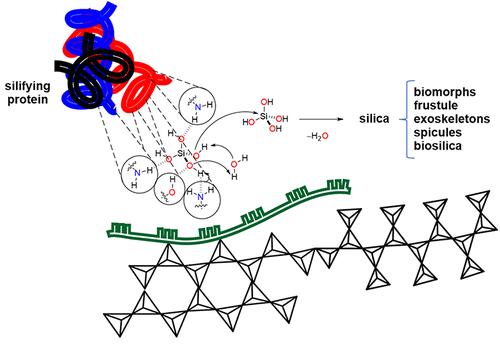 A Short Review on the Role of Biosilifying Proteins into the Synthesis of Silico-Carbonates of Alkaline Metals: Implications to the Origin of Life