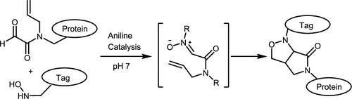 Characterization of an N-Allylglyoxylamide-Based Bioorthogonal Nitrone Trap