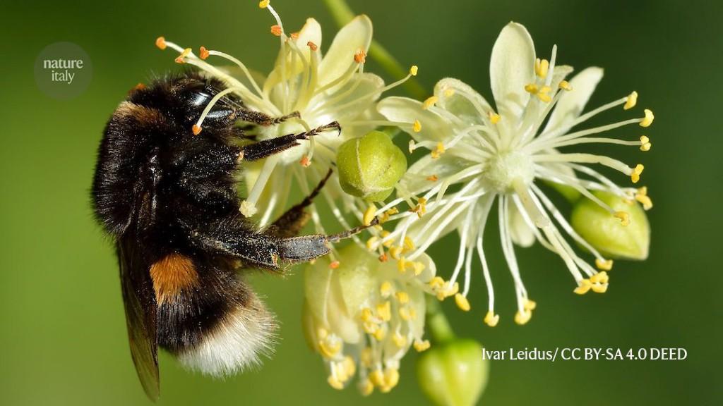 Alcuni cocktail di pesticidi potrebbero danneggiare i bombi europei