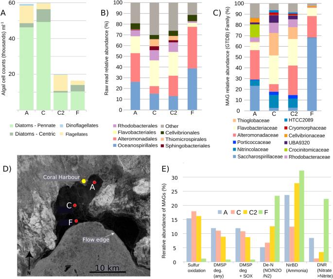 Nitrogen and sulfur metabolisms encoded in prokaryotic communities associated with sea ice algae