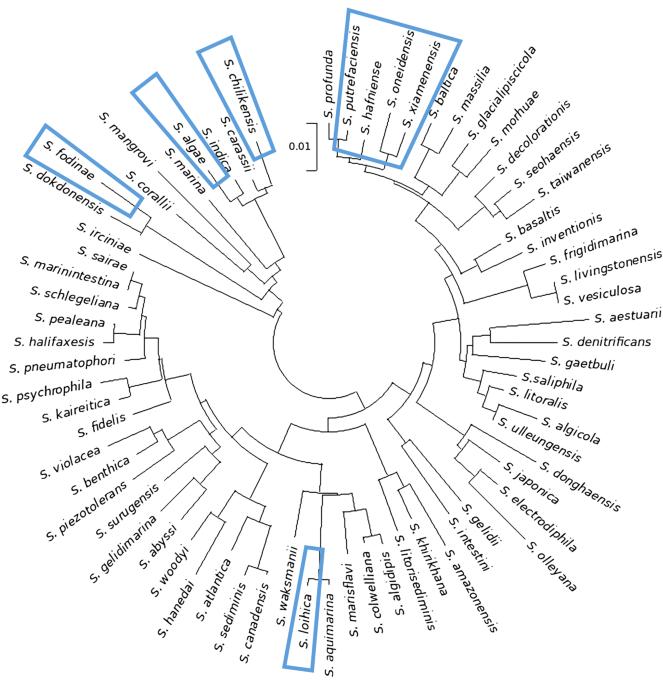 Insights into the various mechanisms by which Shewanella spp. induce and inhibit steel corrosion