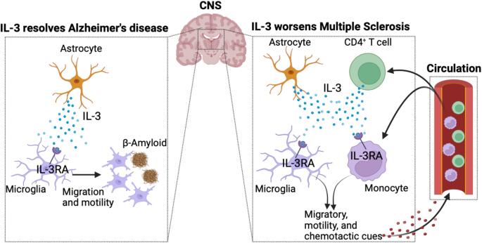 Interleukin-3 gets a fresh start in the brain