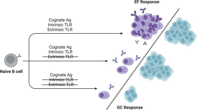 To whom B cells toll extrafollicular responses