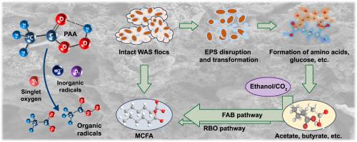 Peracetic acid (PAA)-based pretreatment effectively improves medium-chain fatty acids (MCFAs) production from sewage sludge