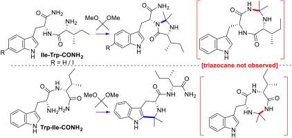 Biomimetic synthetic studies on the hicksoane alkaloids