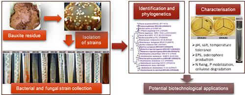 The potential of Hungarian bauxite residue isolates for biotechnological applications