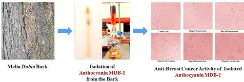 Separation, identification and anti-Breast cancer efficacy of anthocyanin of Melia dubia bark