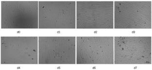 Research and Development of Cell Culture Devices Aboard the Chinese Space Station