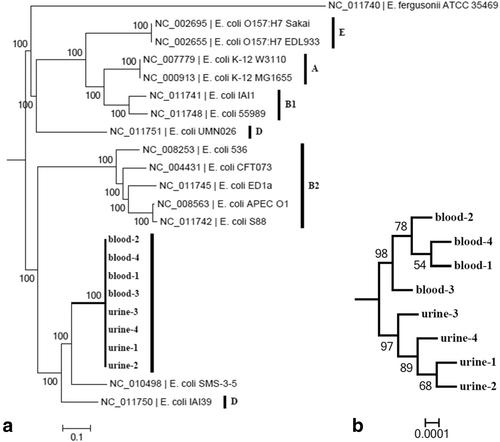 Mutating Escherichia coli caused multiple organ dysfunction syndrome