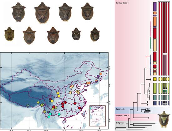 Limits of mitochondrial genes in delimiting species within a Carbula species complex (Hemiptera: Pentatomidae)