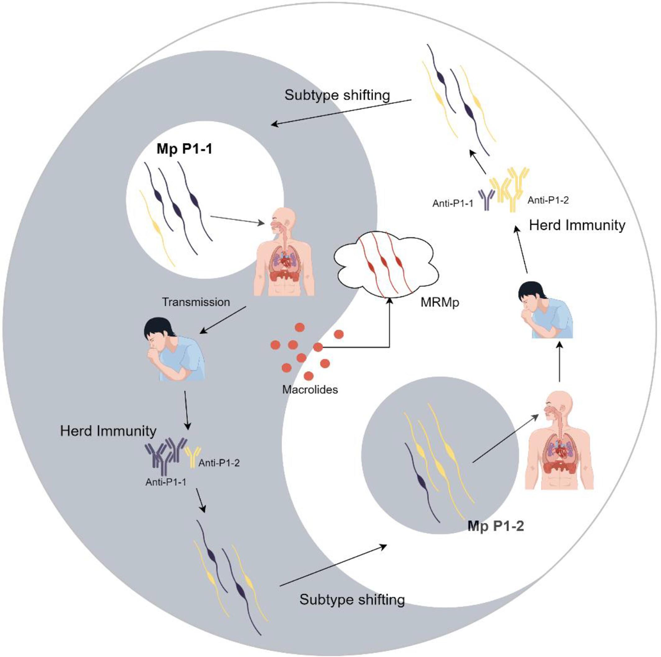 Overview of the epidemic characteristics of Mycoplasma pneumoniae infection around COVID pandemic