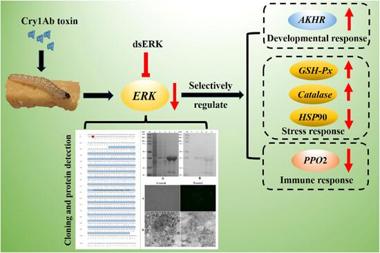 Identification and characteristic analysis of an extracellular signal-regulated kinase from Ostrinia furnacalis Guenée