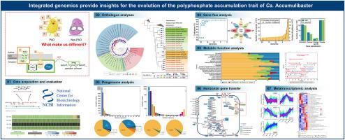 Integrated genomics provides insights into the evolution of the polyphosphate accumulation trait of Ca. Accumulibacter