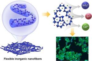 Structural, chemical and biological properties of SiO2-CaO-Er2O3 flexible ceramic nanofibers for biomedical applications