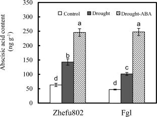 Non-photochemical quenching triggered by abscisic acid mitigates the inhibition of photosynthesis in rice under drought