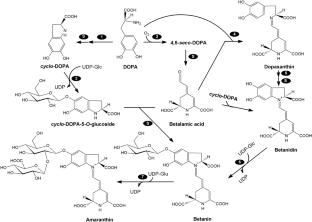 Phenylalanine affects betalain biosynthesis and promotes ascorbic acid, α-tocopherol, and retinol accumulation in Amaranthus tricolor seedlings