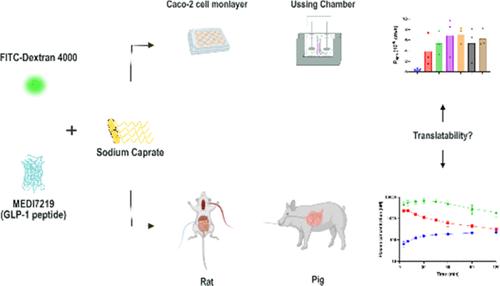 Experiences and Translatability of In Vitro and In Vivo Models to Evaluate Caprate as a Permeation Enhancer