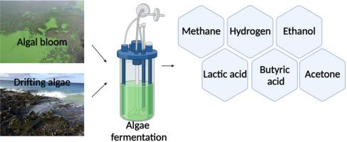 Fermentation of micro- and macroalgae as a way to produce value-added products