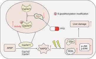 Glutaredoxin-1 alleviates acetaminophen-induced liver injury by decreasing its toxic metabolites