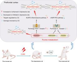 Integrating UHPLC-MS/MS quantitative analysis and exogenous purine supplementation to elucidate the antidepressant mechanism of Chaigui granules by regulating purine metabolism